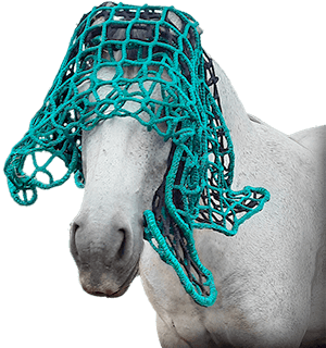 photo d'un cheval avec un filet sur la tête